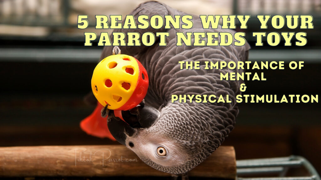 5 Reasons Why Your Parrot Needs Toys and Mental & Physical Stimulation
