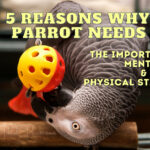 5 Reasons Why Your Parrot Needs Toys and Mental & Physical Stimulation
