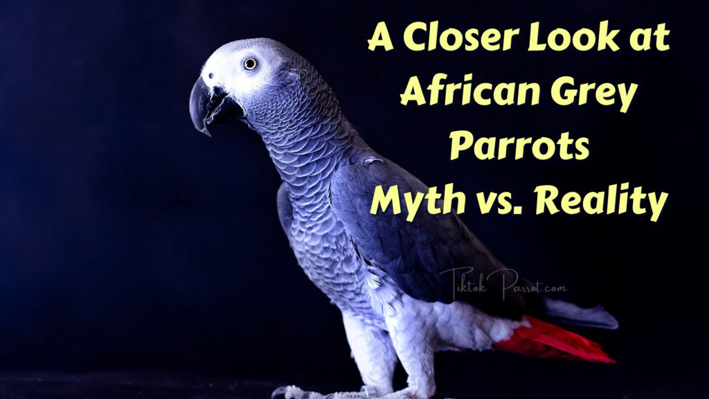 A Closer Look at African Grey Parrots: Myth vs. Reality