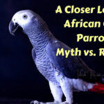 A Closer Look at African Grey Parrots Myth vs. Reality