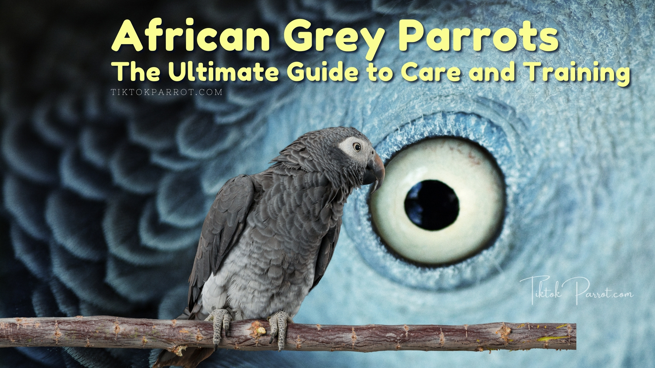 African Grey Parrots The Ultimate Guide to Care and Training