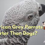 Are African Grey Parrots Smarter Than Dogs