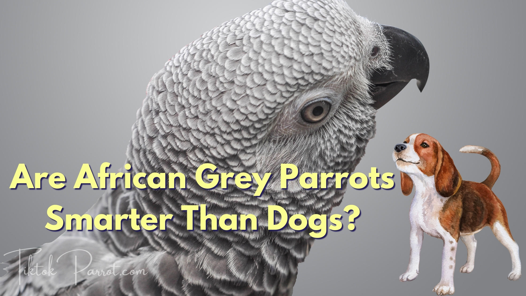 Are African Grey Parrots Smarter Than Dogs