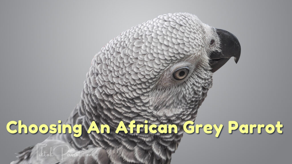Choosing An African Grey Parrot
