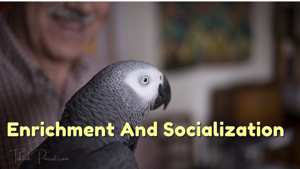 Enrichment And Socialization With African Grey Parrot