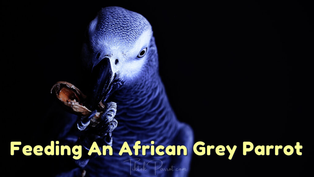 Feeding An African Grey Parrot
