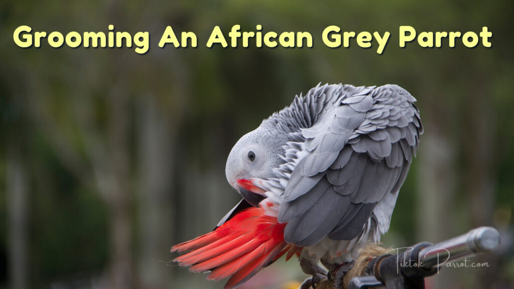Grooming An African Grey Parrot