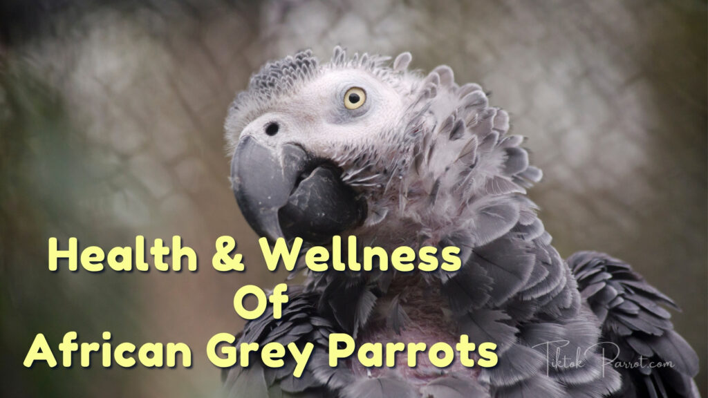 Health & Wellness Of African Grey Parrots