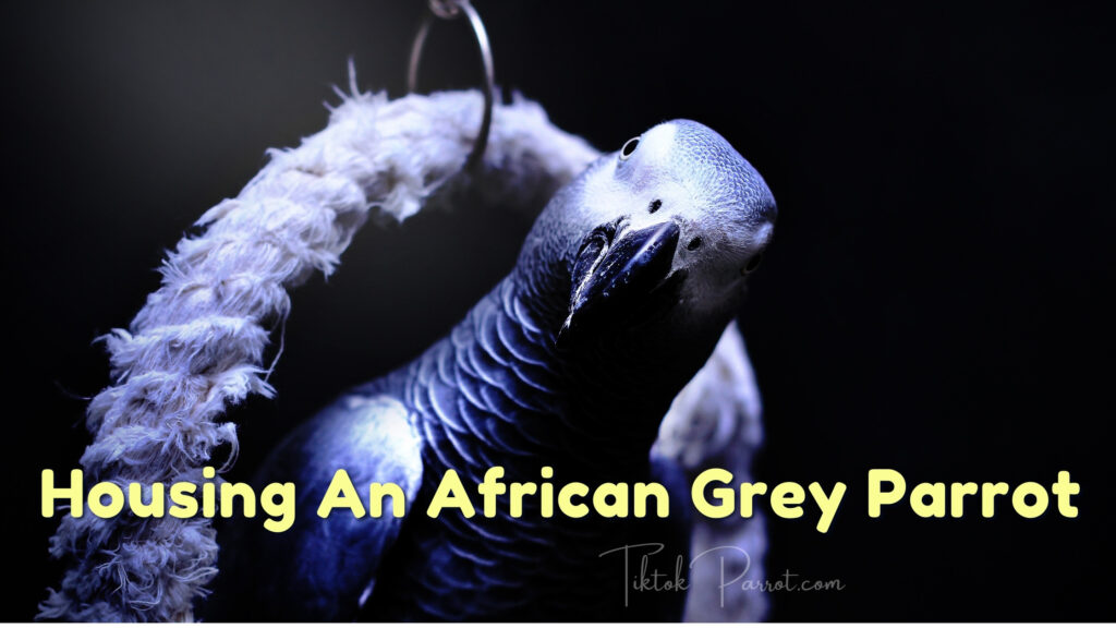 Housing An African Grey Parrot