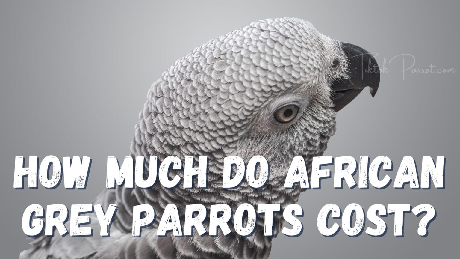 African Grey Parrot Price & Owning Cost TikTok Parrot