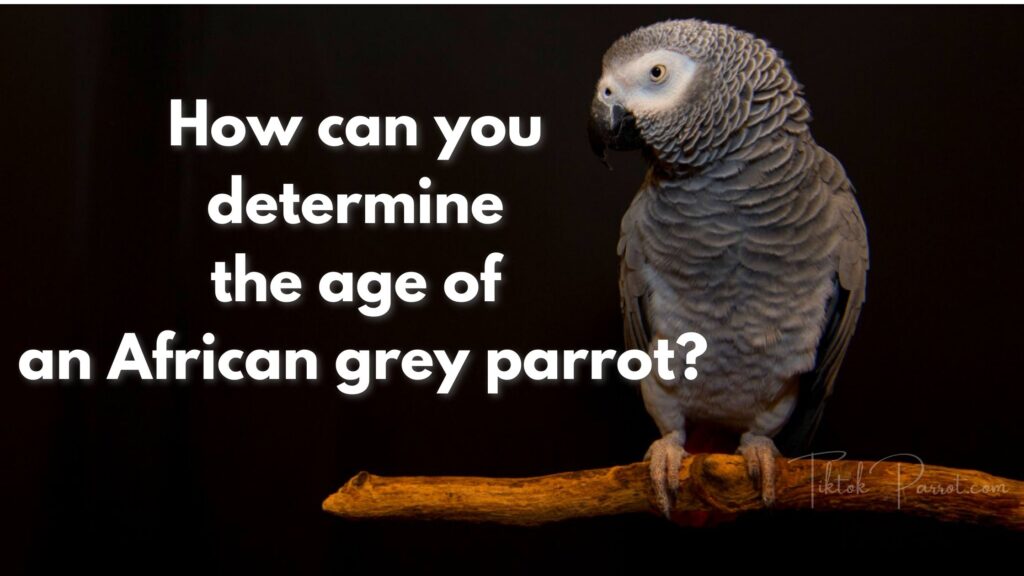 How can you determine the age of an African grey parrot?