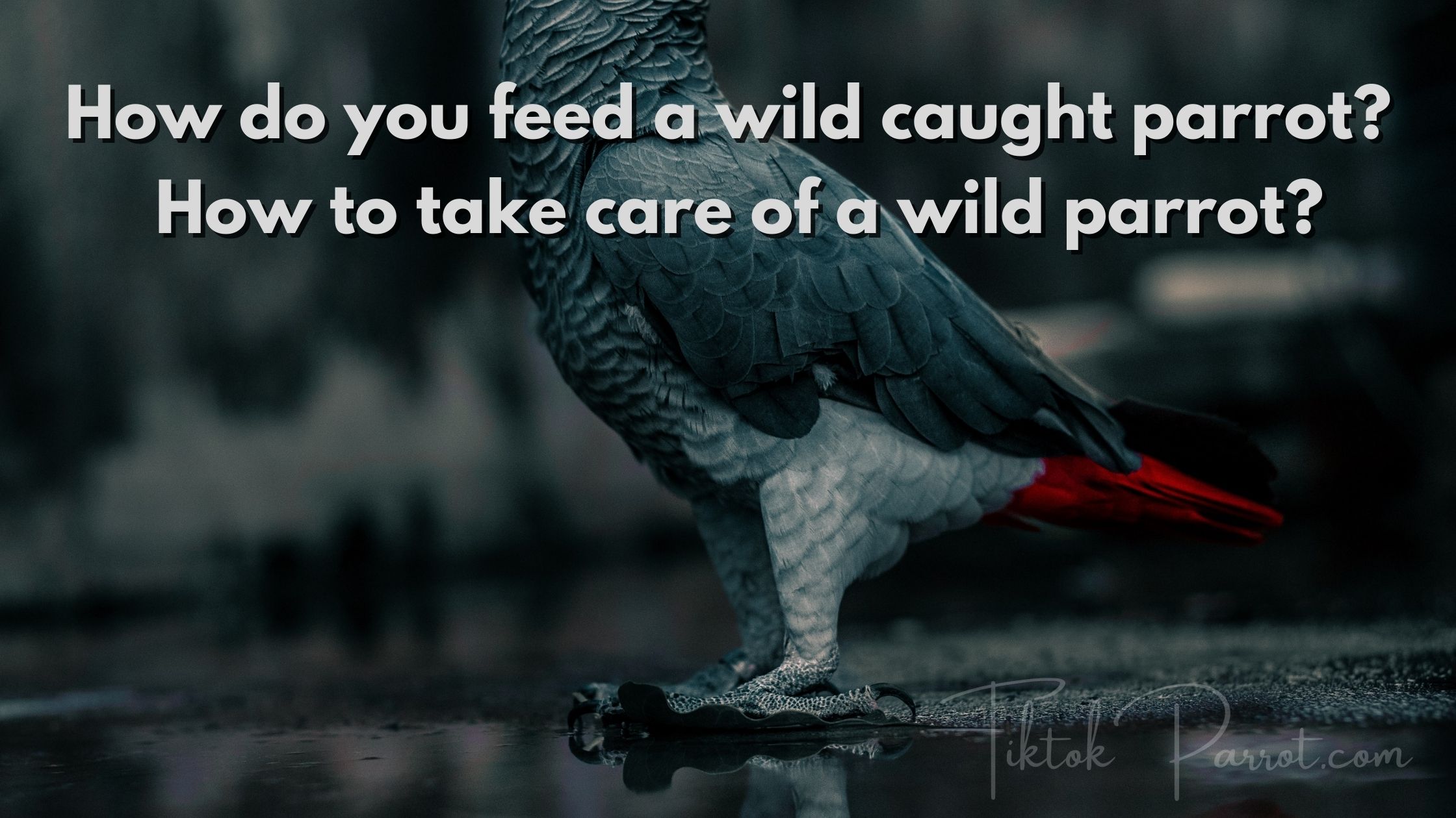 How do you feed a wild caught parrot?