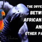 The Differences Between African Greys And Other Parrots