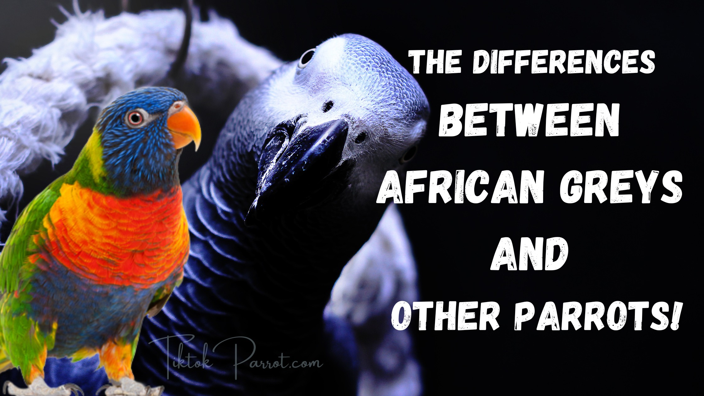 The Differences Between African Greys And Other Parrots