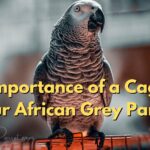 The Importance of a Cage for Your African Grey Parrot