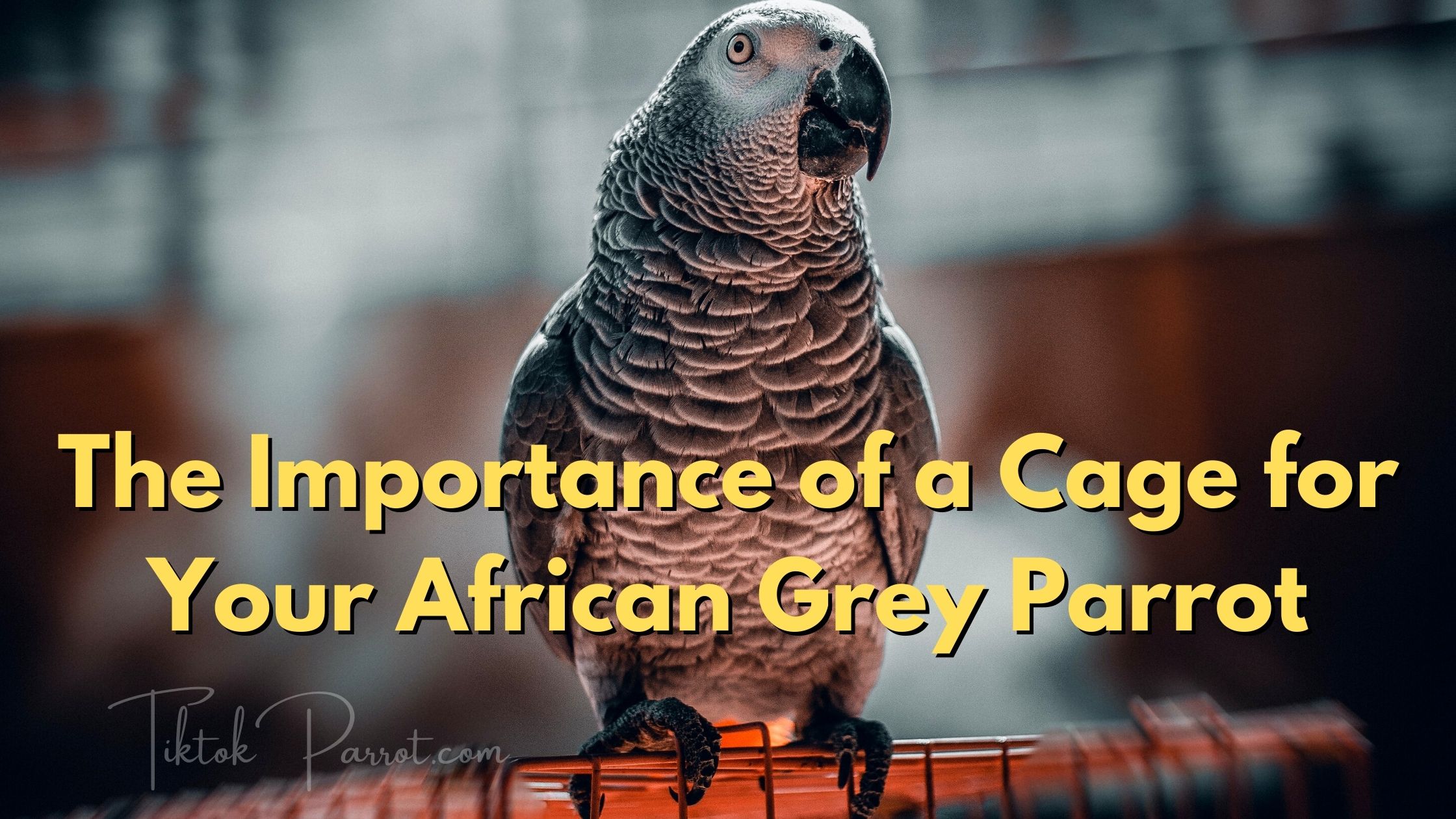 The Importance of a Cage for Your African Grey Parrot