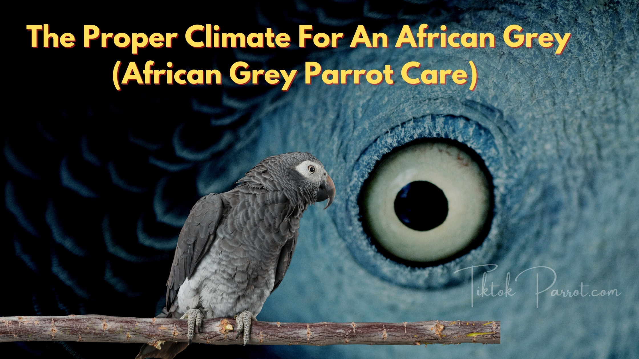The Proper Climate For An African Grey (African Grey Parrot Care)
