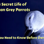 The Secret Life of African Grey Parrots What You Need to Know Before Owning One