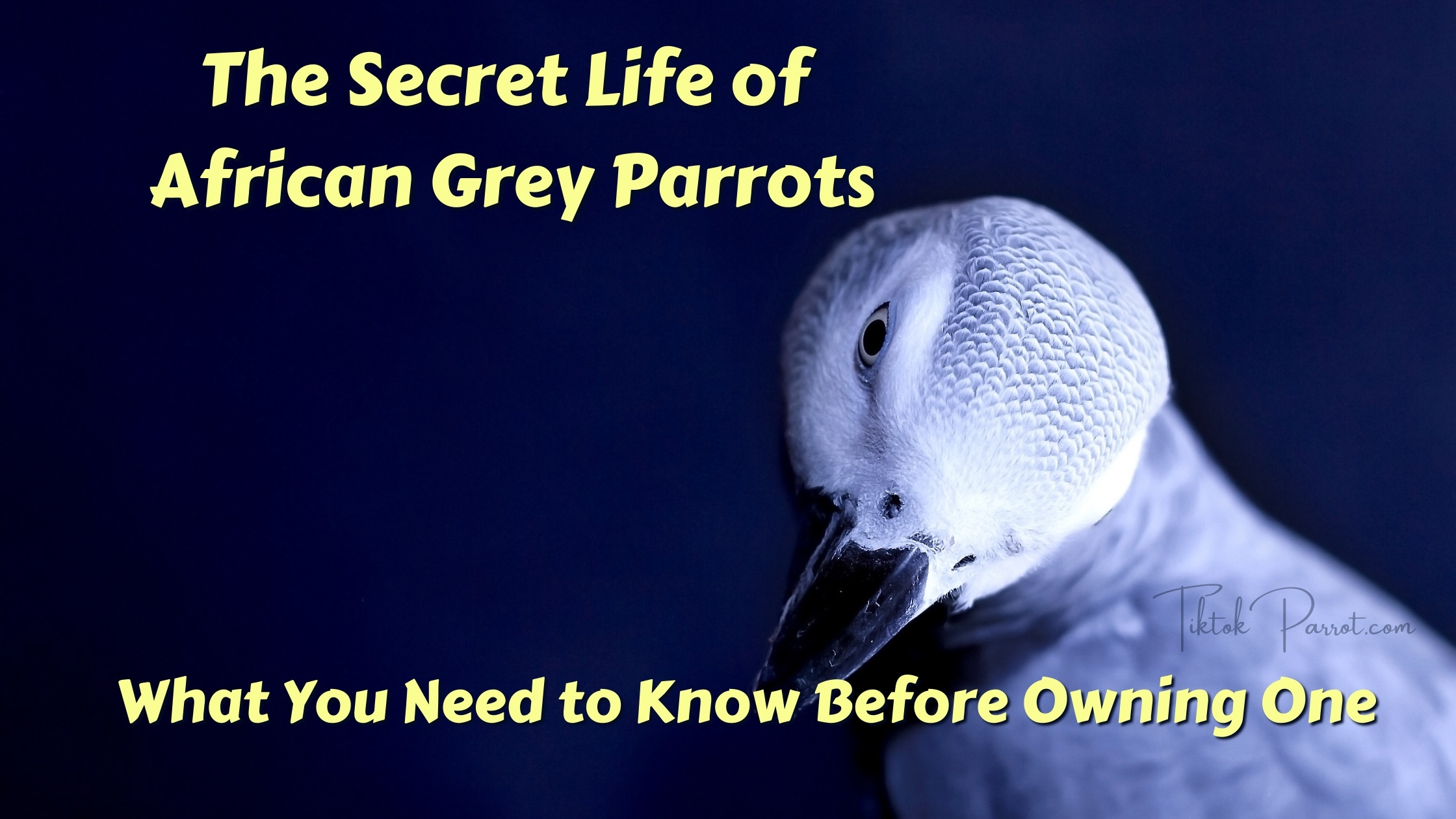 The Secret Life of African Grey Parrots What You Need to Know Before Owning One