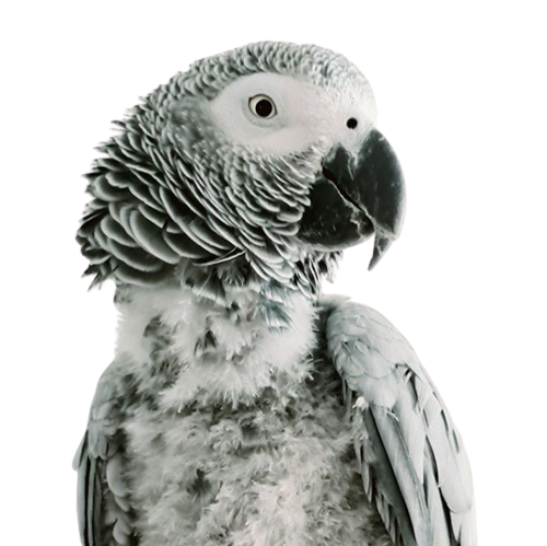 TiktokParrot Mitthu African Grey Parrot