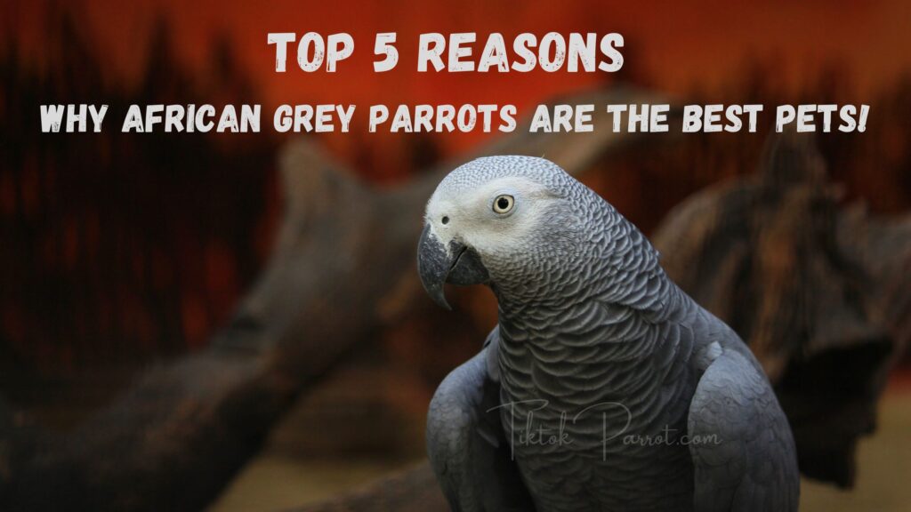 Top 5 Reasons Why African Grey Parrots Are The Best Pets