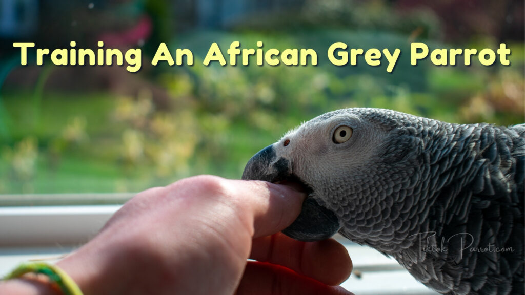 Training An African Grey Parrot