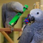 Frequently Asked Questions About African Grey Parrot Toys