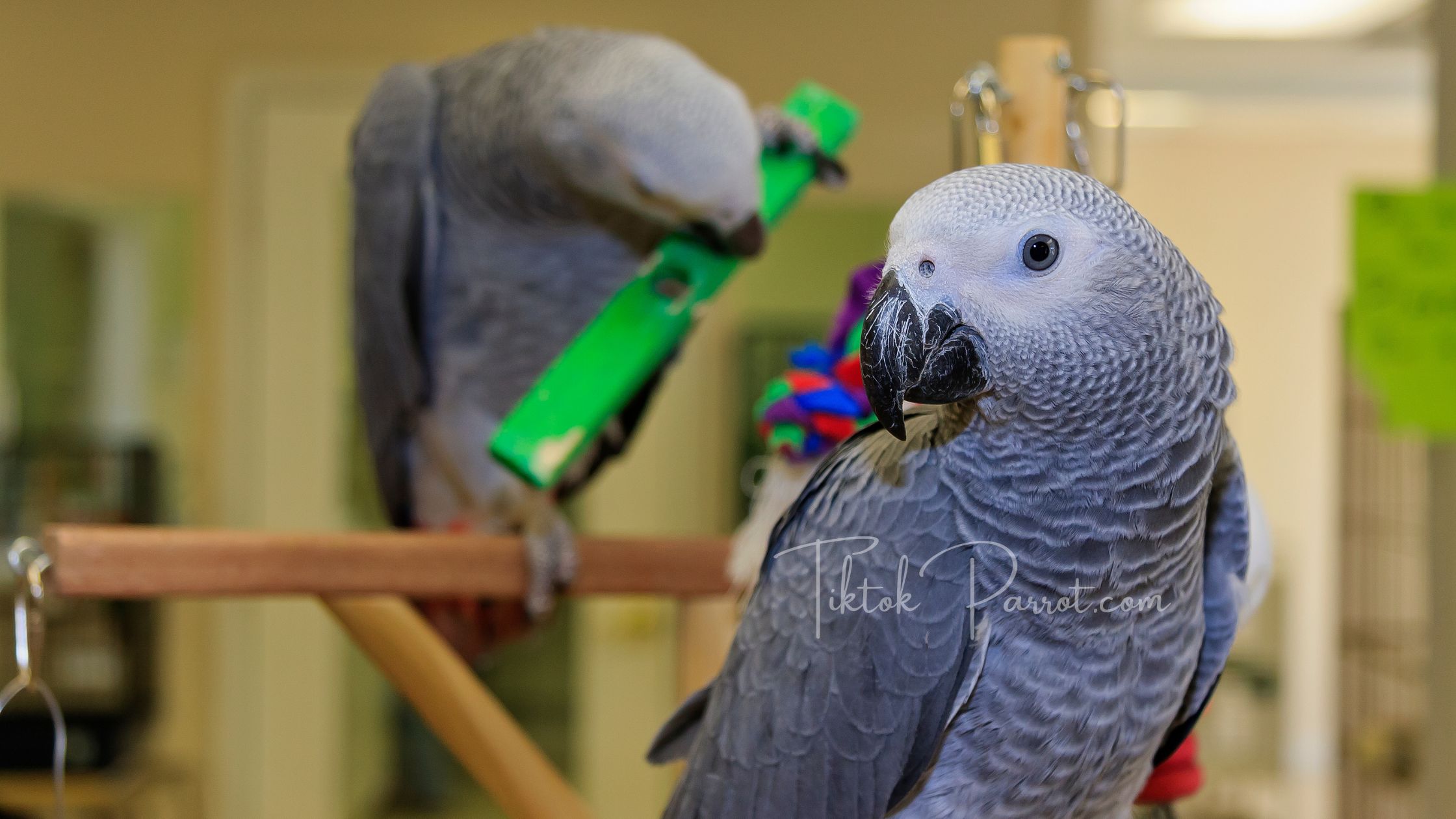Frequently Asked Questions About African Grey Parrot Toys