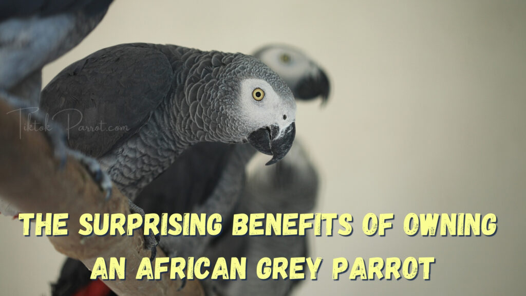 The Surprising Benefits of Owning an African Grey Parrot