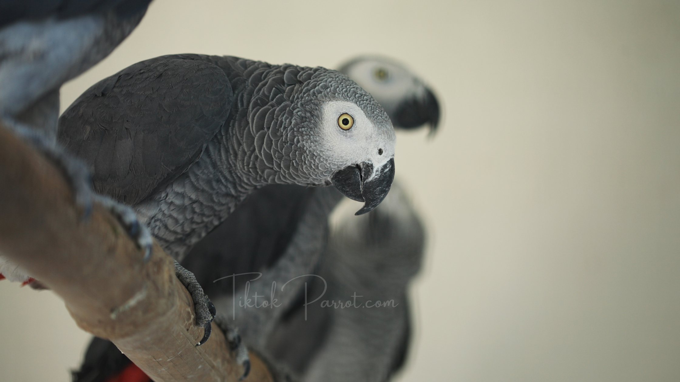 The Surprising Benefits of Owning an African Grey Parrot