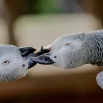 16 Fun Facts About African Grey Parrots That You May Not Know