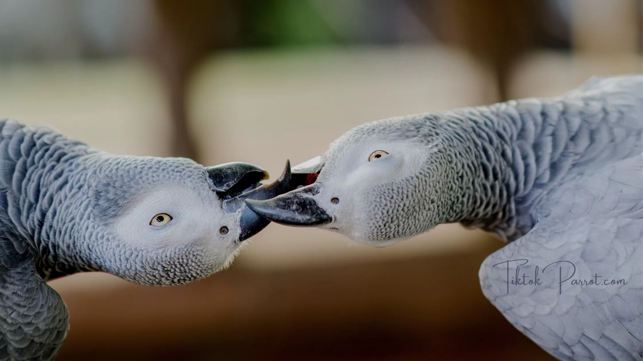 16 Fun Facts About African Grey Parrots That You May Not Know