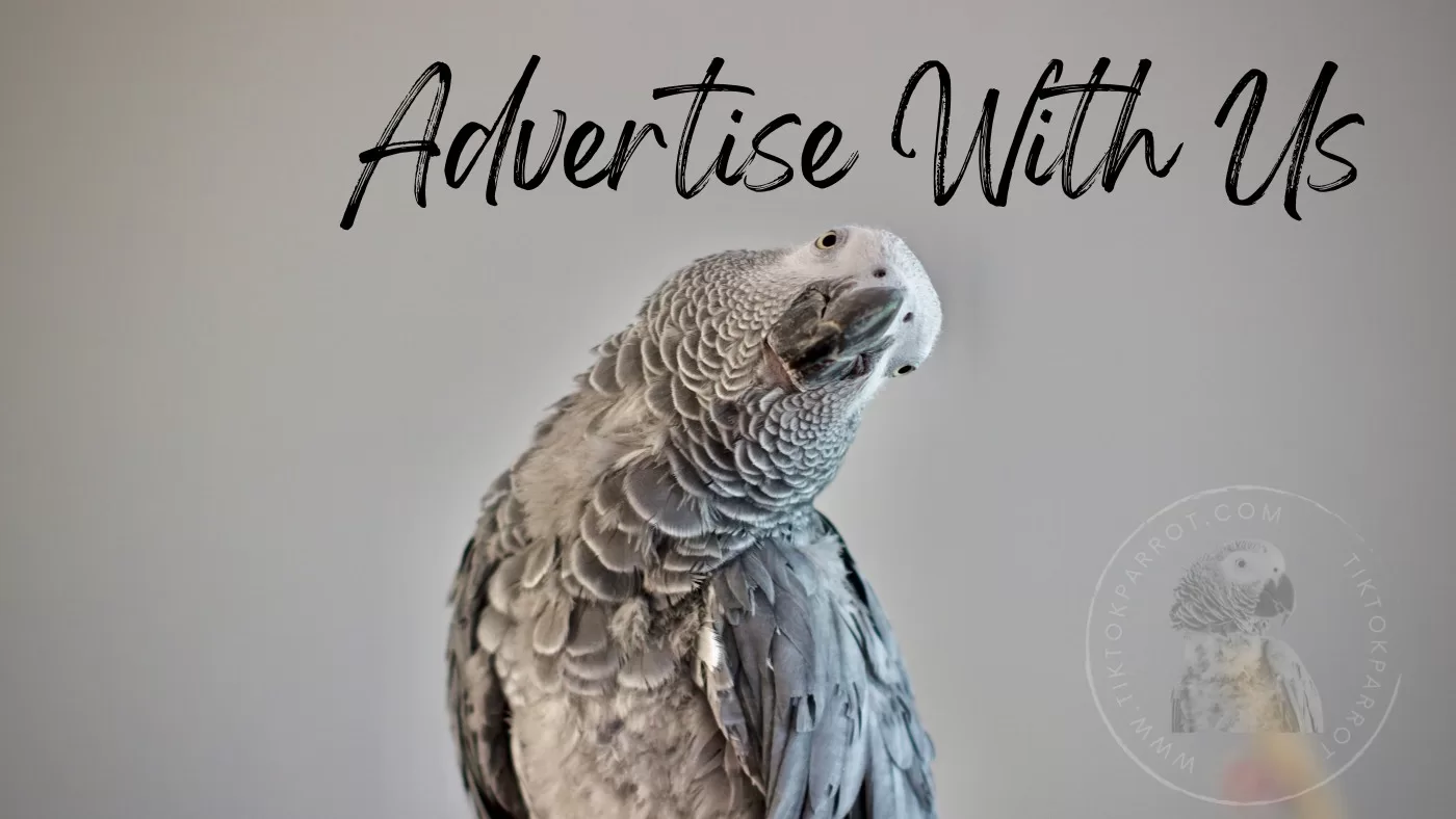 Advertise With Us (TiktokParrot) African Grey Parrot Website