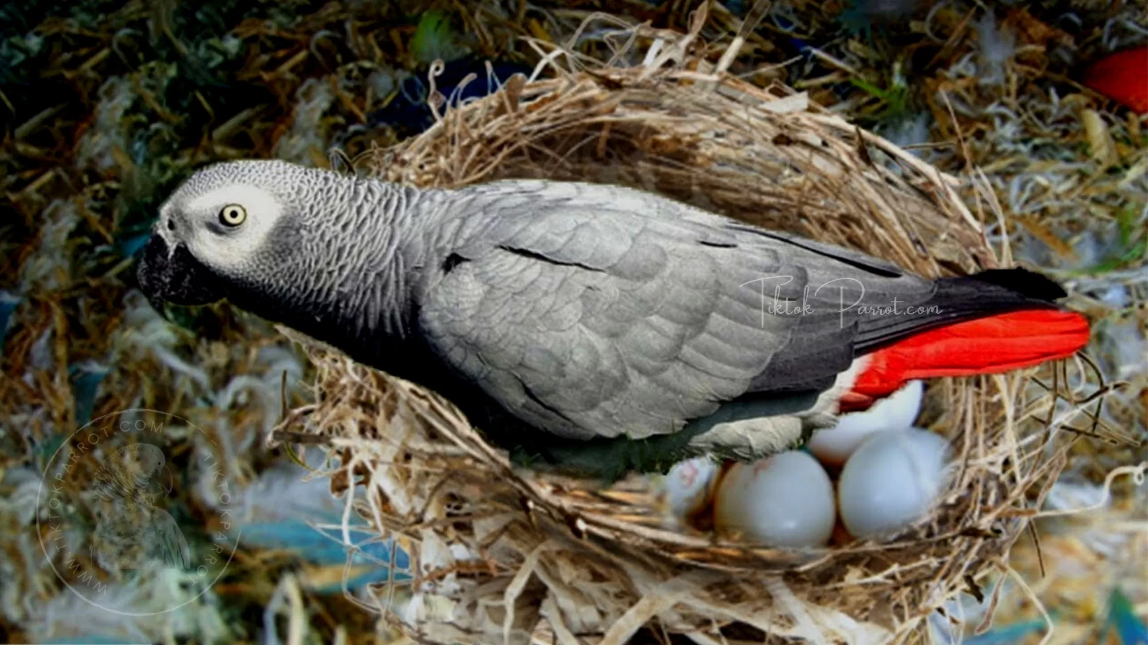 Breaking the Myths The Truth About African Grey Parrot Eggs