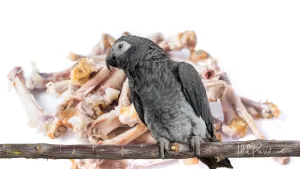 Chicken Bones The Ultimate Nutritious Treat for African Grey Parrots