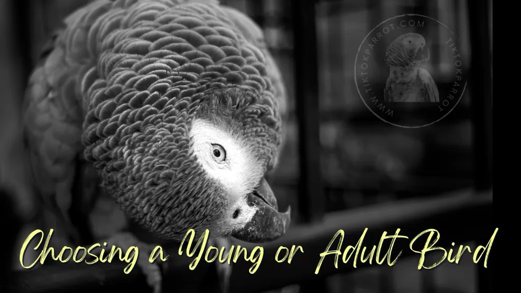 Choosing a young or adult African Grey Parrot?