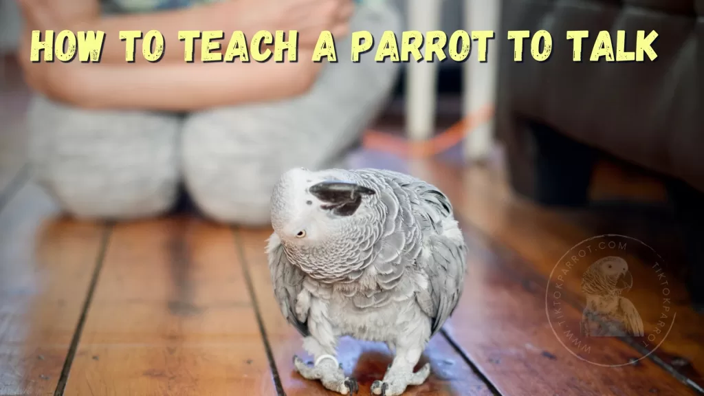 How To Teach A Parrot To Talk (African Grey TiktokParrot)