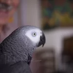 Is Your African Grey Parrot Happy A Guide To Understan Their Body Language