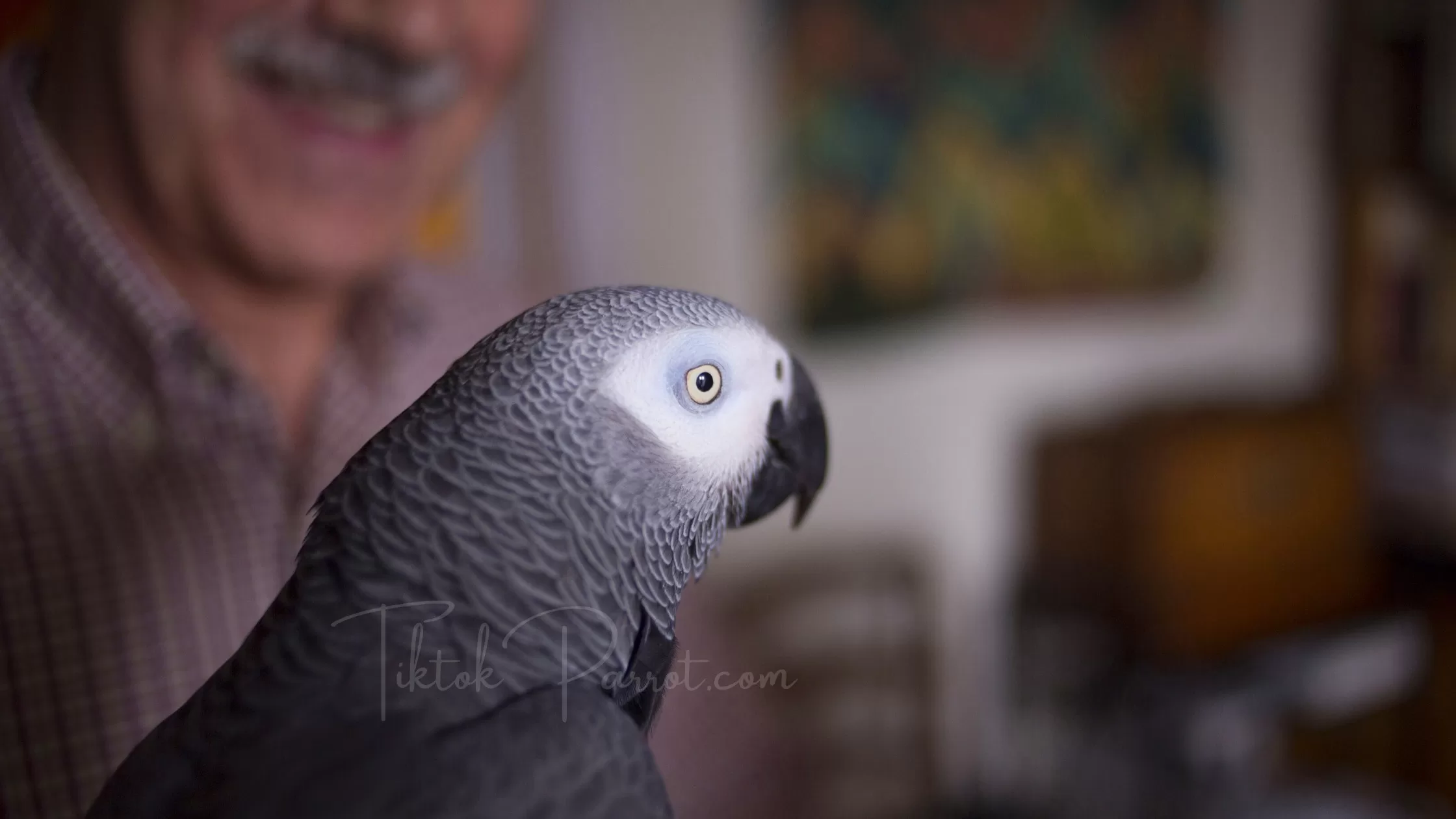 Is Your African Grey Parrot Happy A Guide To Understan Their Body Language