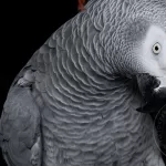 Is Your African Grey a Jealous Bird Here's What You Need to Know!
