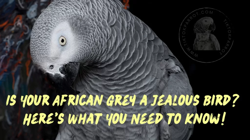 Is Your African Grey a Jealous Bird? Here's What You Need to Know!