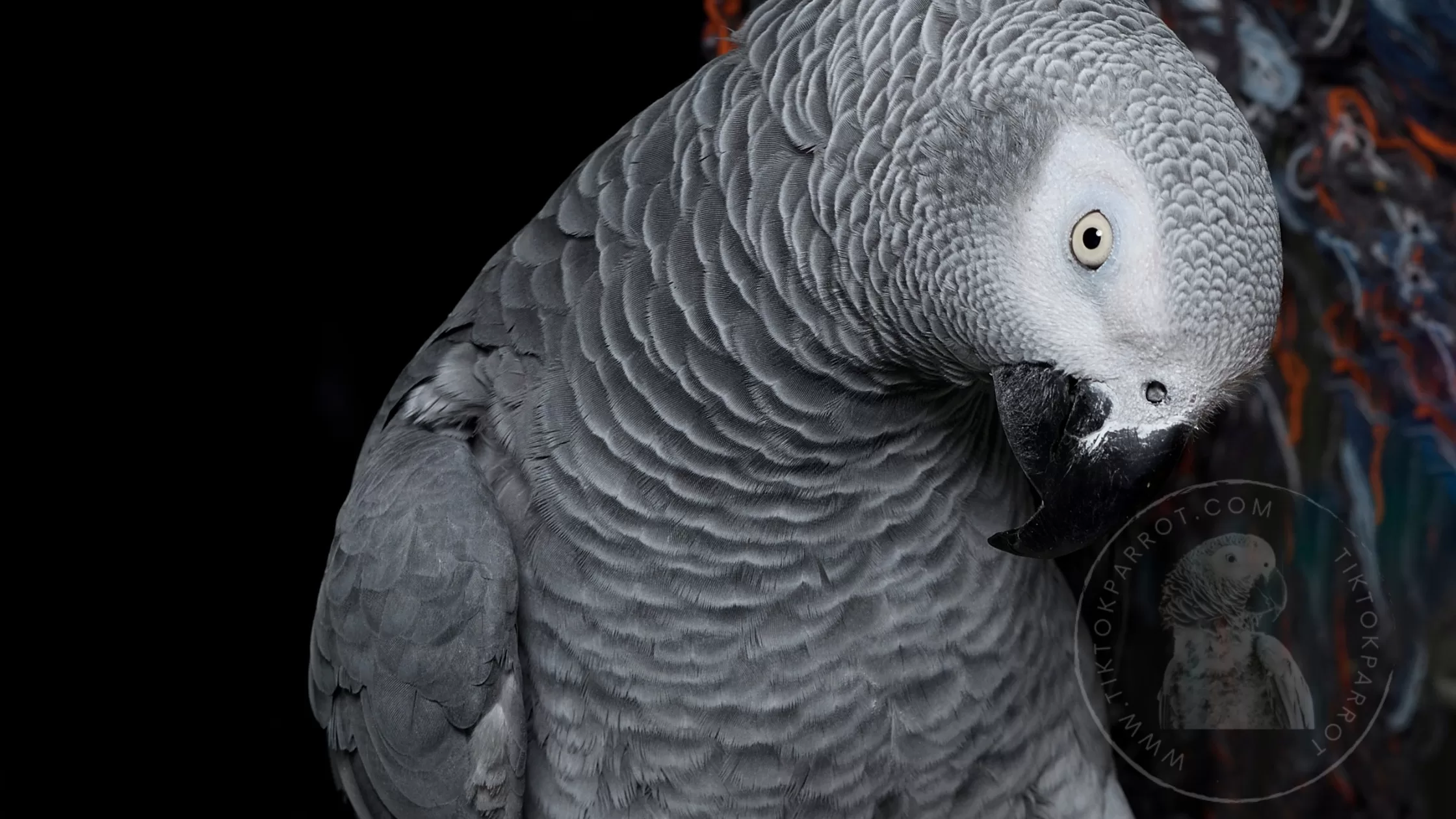 Is Your African Grey a Jealous Bird Here's What You Need to Know!