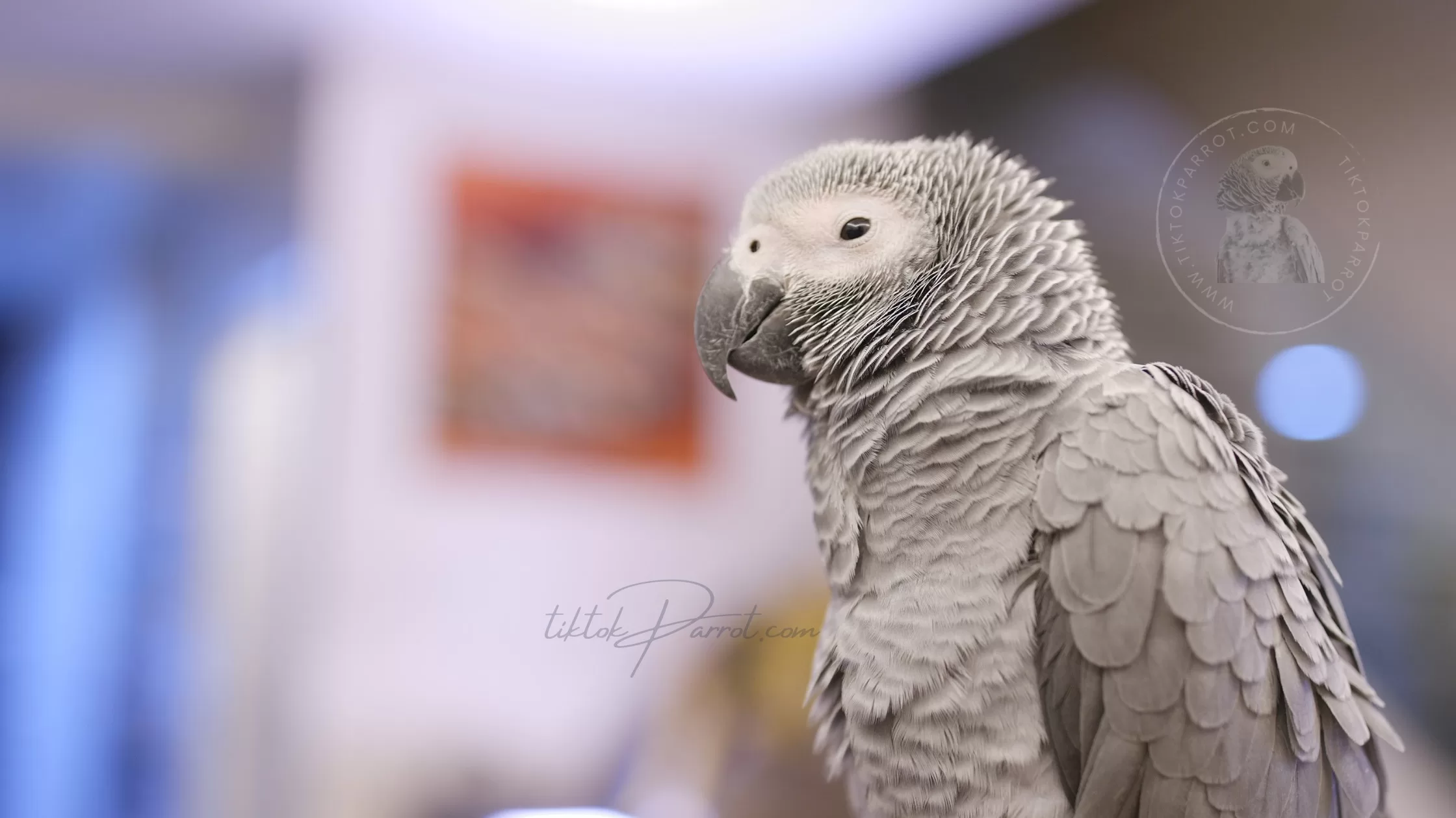 Mystery of African Grey Parrot Proventricular Dilatation Disease (PDD)