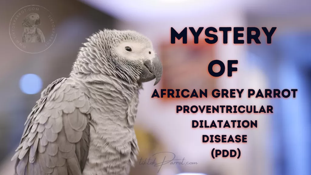 Mystery of African Grey Parrot Proventricular Dilatation Disease (PDD)