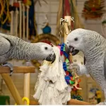 SPOIL YOUR PARROT WITH THESE AMAZING ACCESSORIES (TiktokParrot.com) African Grey Parrot Website