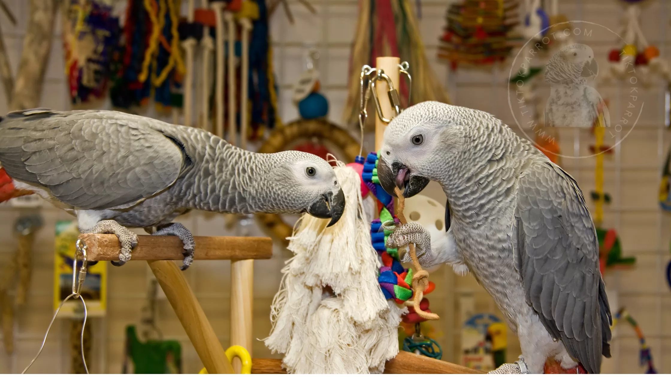 SPOIL YOUR PARROT WITH THESE AMAZING ACCESSORIES (TiktokParrot.com) African Grey Parrot Website