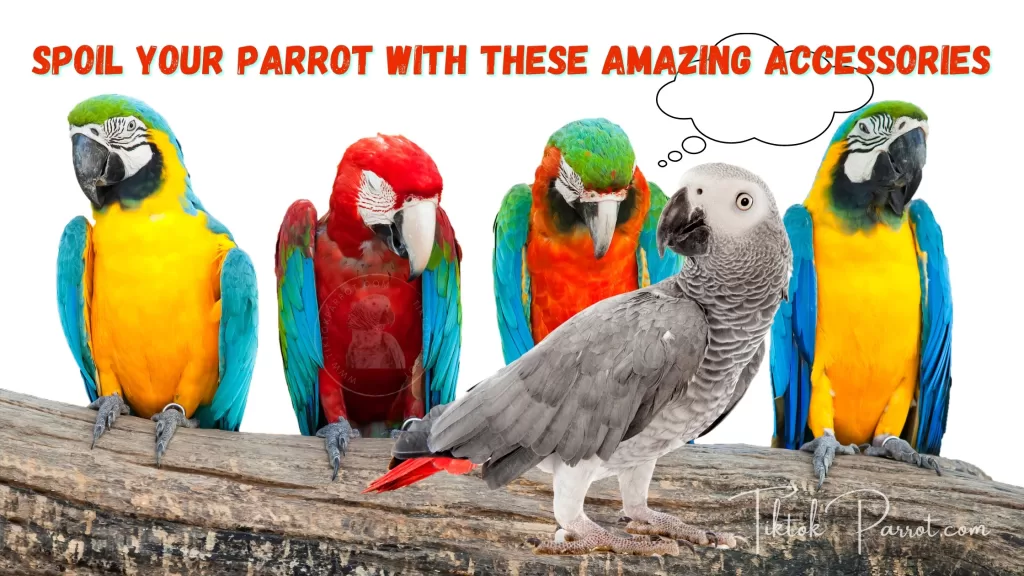 Spoil Your Parrot with These Amazing Accessories