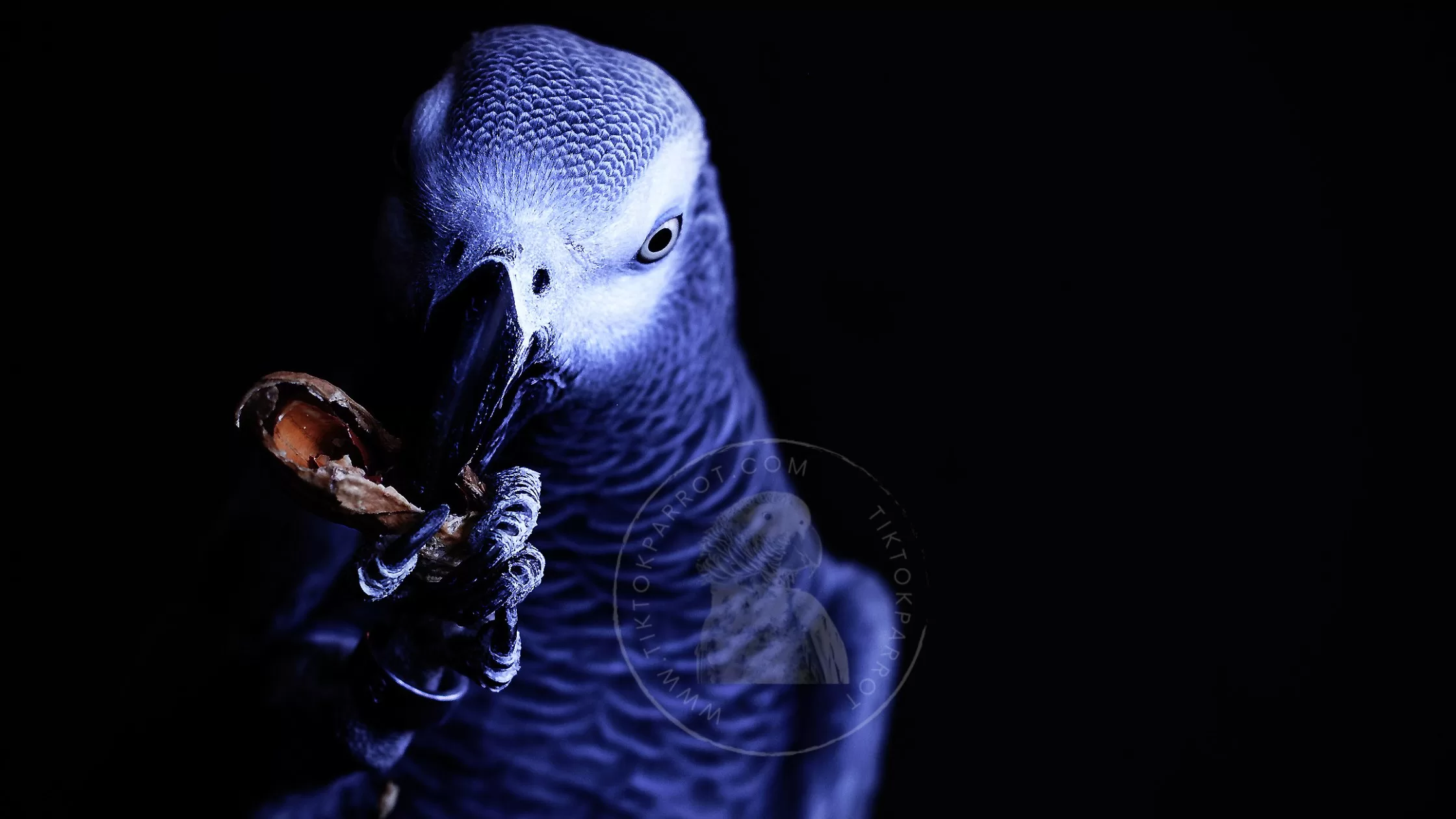 The Art of Training Your African Grey Parrot