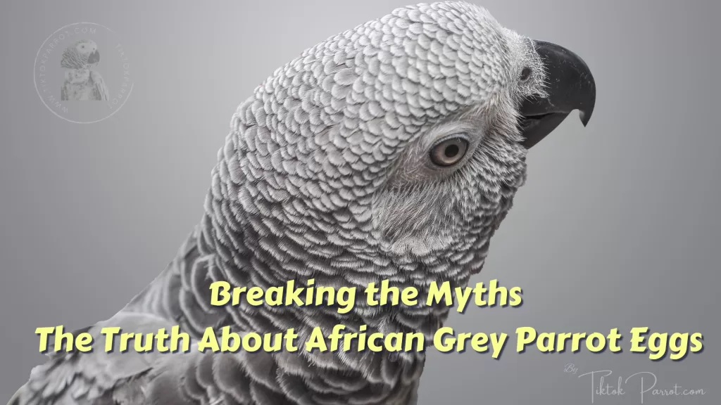 Breaking the Myths: The Truth About African Grey Parrot Eggs