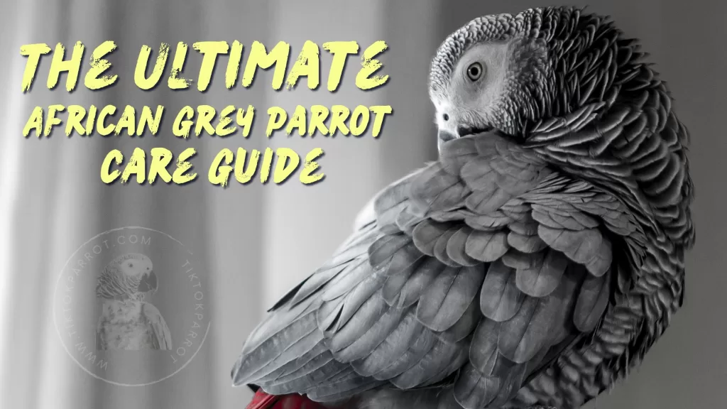The Ultimate African Grey Parrot Care Guide